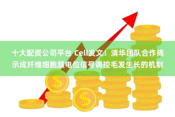 十大配资公司平台 Cell发文！清华团队合作揭示成纤维细胞膜电位信号调控毛发生长的机制